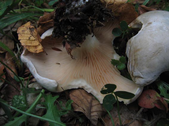 Clitopilus prunulus....e altro....
